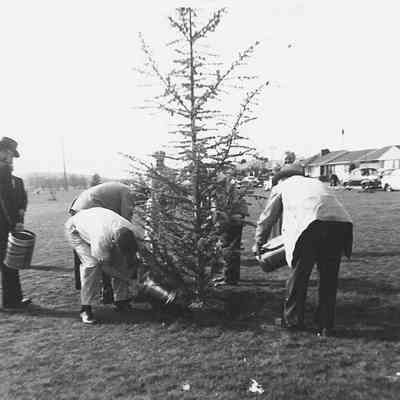 Photograph of Centennial Tree being planted, 1959