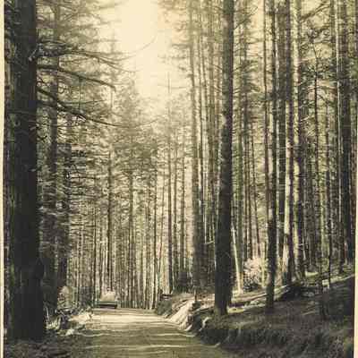 Photograph of Road in a Forest, Date Unknown