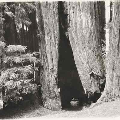 Photograph of Large Hollow Tree, Date Unknown
