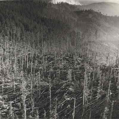 Photograph of Cut Over Area in Woods, Date Unknown