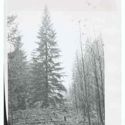 Photograph of the 1960's National Christmas Tree, Oregon's Presentation