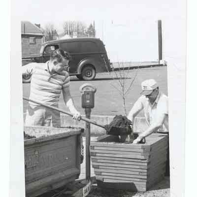 Photograph of a tree planting at a parking meter, Springfield, 1962