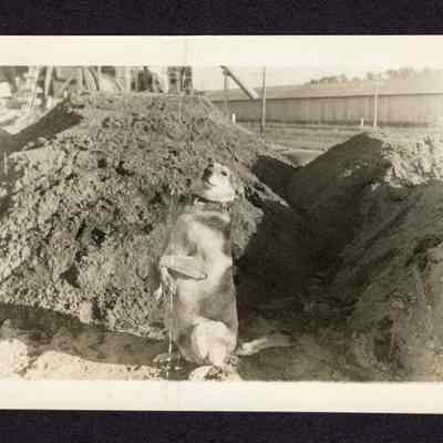 Photograph of Dog at Mill or Redi Mix Plant, circa 1950