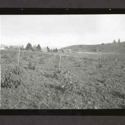 Photograph of a Vineyard, date unknown
