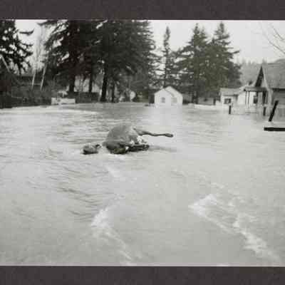 Flood 1945, dead cow
