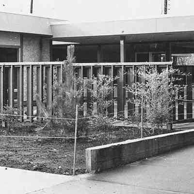 Photograph of Springfield Library Landscaping, Springfield, Oregon, 1958