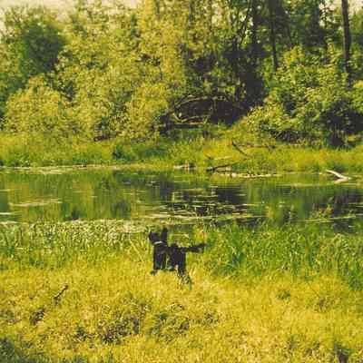 Photograph of Dog at the Pond on Seavey Farm, 1996