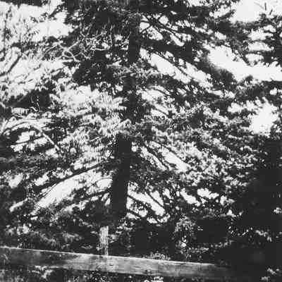 Photograph of "Millie", a walnut tree planted by Paul Brattain, Springfield, Oregon