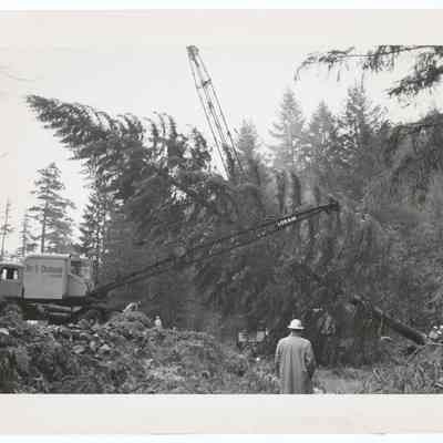 Photograph of the 1960's National Christmas Tree, Oregon's Presentation, Springfield area.
