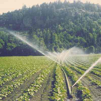 Photograph of Watering Hops at Seavey Farm, 1996
