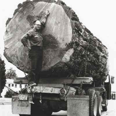 Photograph of a man at the butt-end of a large log on a truck, circa 1958