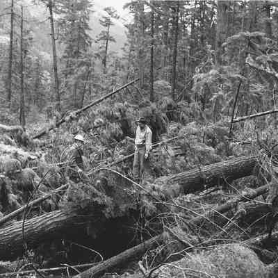 Photograph of Men Standing on Trees