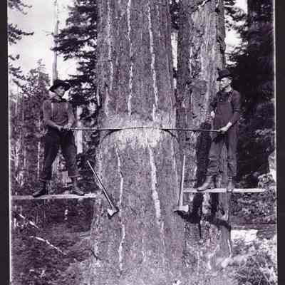 Tree Falling, Big Fall Creek; Alec Lewis Camp