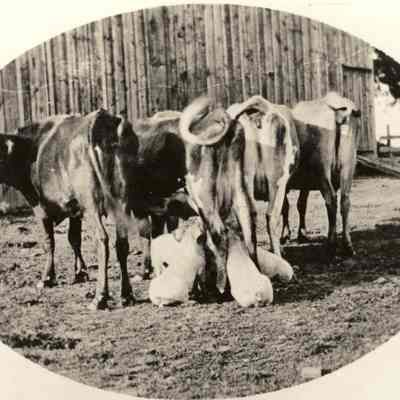 Photograph of Farm Animals, Unknown Date and Location