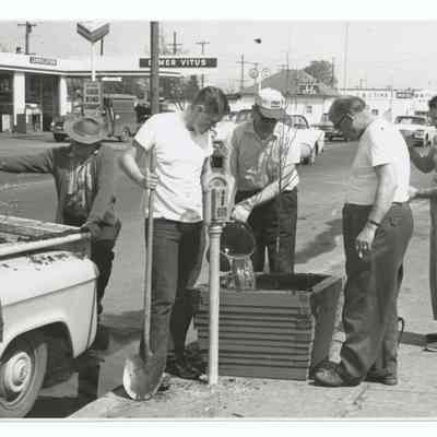 Photograph of a tree planting at a parking meter, Main Street, Springfield, 1962