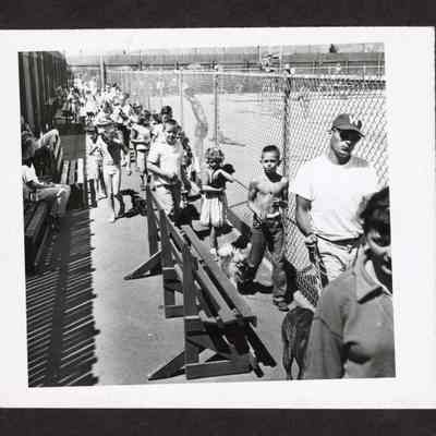 Photograph of People and Dogs at Pool, Willamalane, Undated