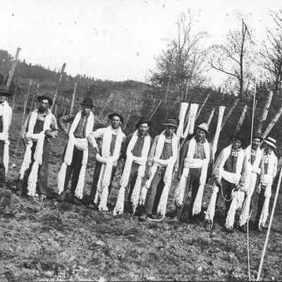 Photograph of stringers in a hop field
