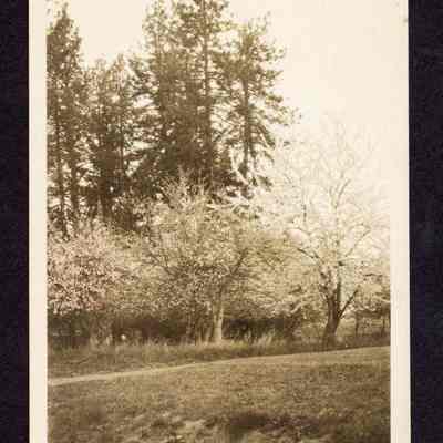 Photograph of Flowering Trees on Glenwood Farm, undated