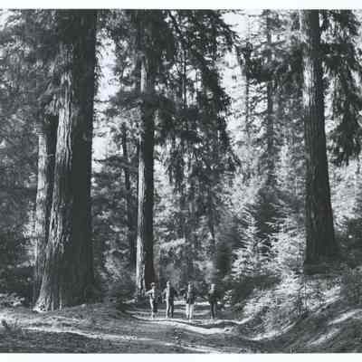 Photograph of four boys on an old wagon road at Fish Lake, Oregon, 1969