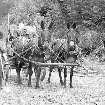 Bill Ketchum with Two-mule Team