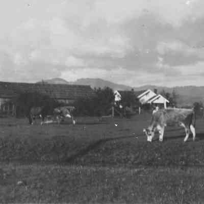 Photograph of McPherson house with cattle, Creswell, Oregon