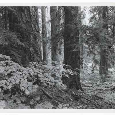 Photograph of Douglas Fir near Lost Lake, Oregon, circa 1948