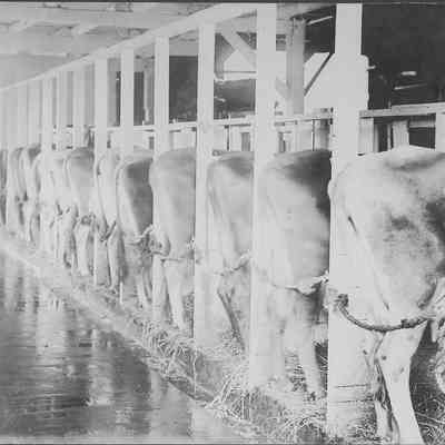 Photograph of William Smeed's Jersey Cattle, Walterville, Oregon, circa 1912