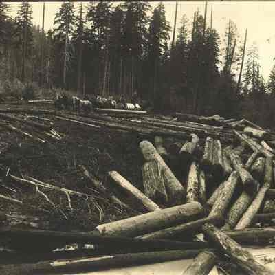 Photograph of log dump in woods, circa 1890-1910