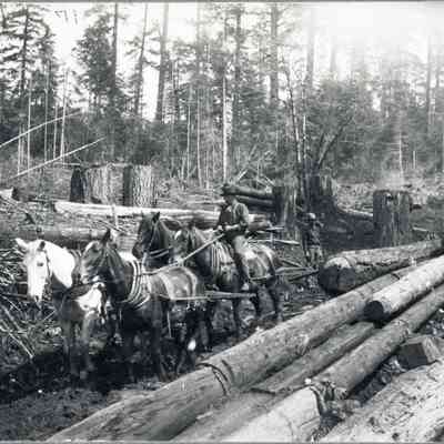 Photograph of horses pulling logs, Saginaw, circa 1900