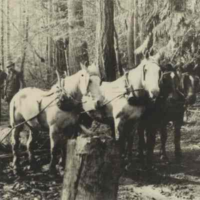 Photograph of Alex Lewis' Logging Horses, Fall Creek, Oregon, 1905