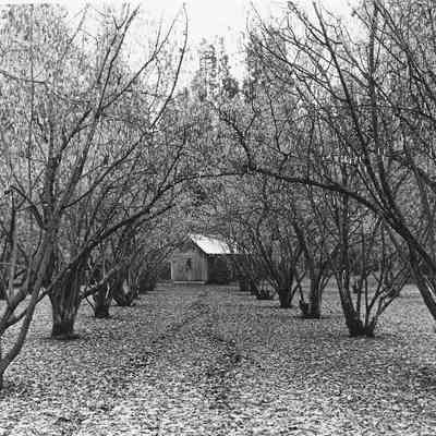 Photograph of Dorris Ranch; Trees & Building
