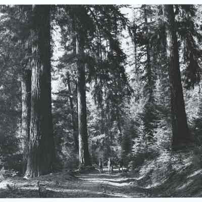 Photograph of boys walking down an old wagon road at Fish Lake, Oregon, 1969