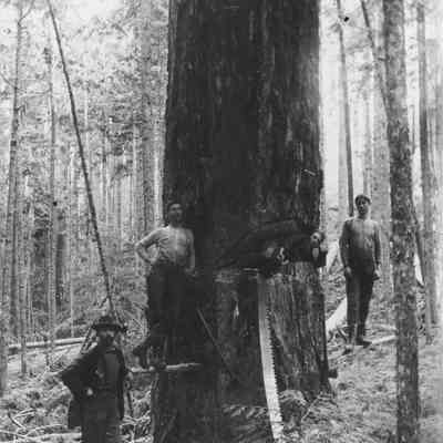 Photograph of Men Sawing a Tree, date unknown