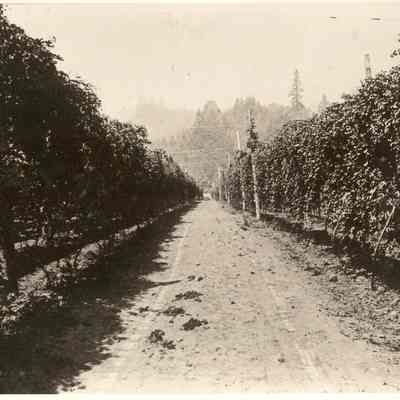 Photograph looking down Hop Row, undated