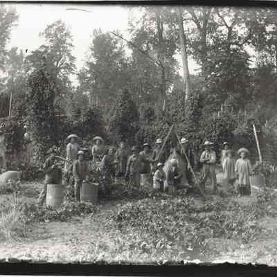 John Kelsey Hopyard pickers