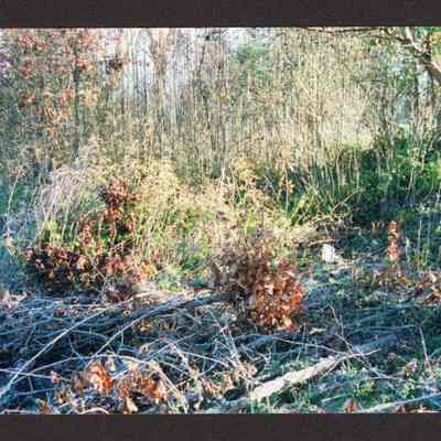 Photograph of Glenwood Cemetery, 1980-1999