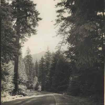 Photograph of McKenzie River Highway, 1946