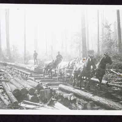 Photograph of horses pulling logs