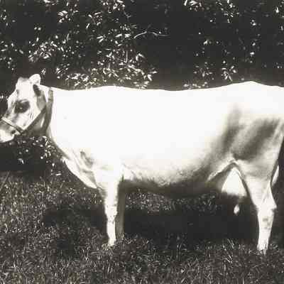 Douglas Farm's Prize Dairy Cow