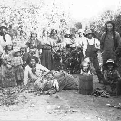 Photograph of a group of Native American Hop Pickers, Seaveys Hop Yard, 1914