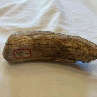Sperm Whale Tooth