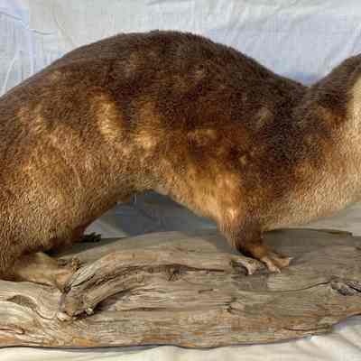 Taxidermy Otter