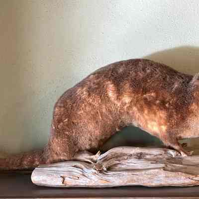 Otter