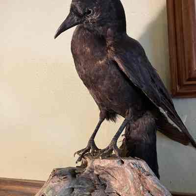 Crow
