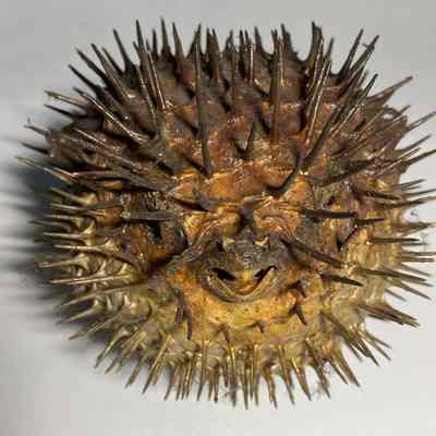 Puffer fish