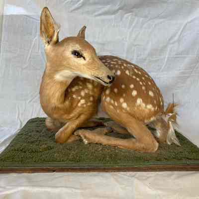 Taxidermy Fawn