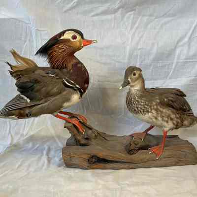 Taxidermy Ducks