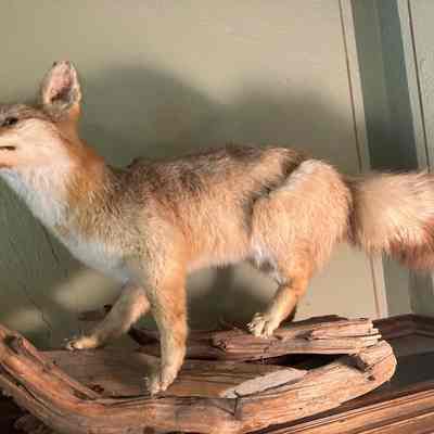 Fox