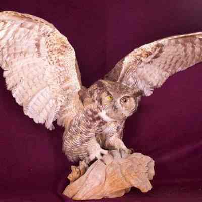 Great Horned Owl Taxidermy