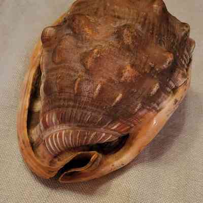 Bull Mouth (Red Helmet) Shell